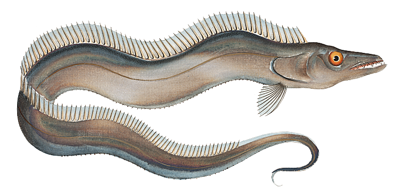 复古手绘海洋鱼类海鲜海鱼手账贴纸插图插画