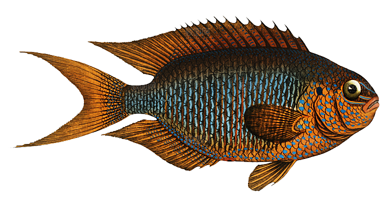 复古手绘海洋鱼类海鲜海鱼手账贴纸插图