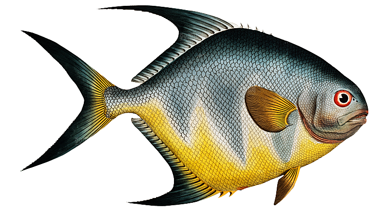 复古手绘海洋鱼类海鲜海鱼手账贴纸插图