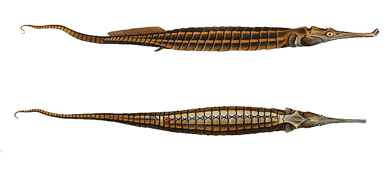 复古手绘海洋鱼类海鲜海鱼手账贴纸插图插画