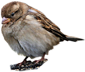 png免抠麻雀鸟类飞鸟动物图片元素