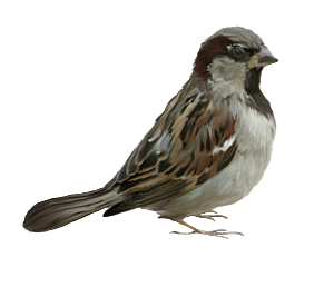png免抠麻雀鸟类飞鸟动物图片元素