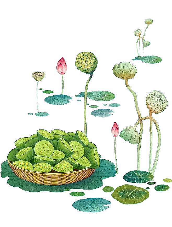 池塘莲子莲藕荷花莲蓬插画PNG免抠素材