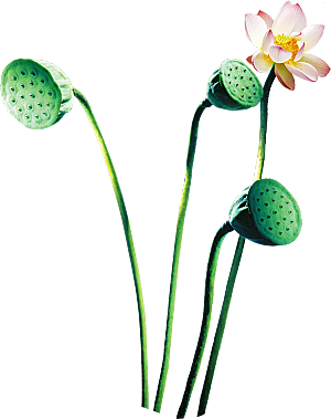 池塘莲子莲藕荷花莲蓬插画PNG免抠素材