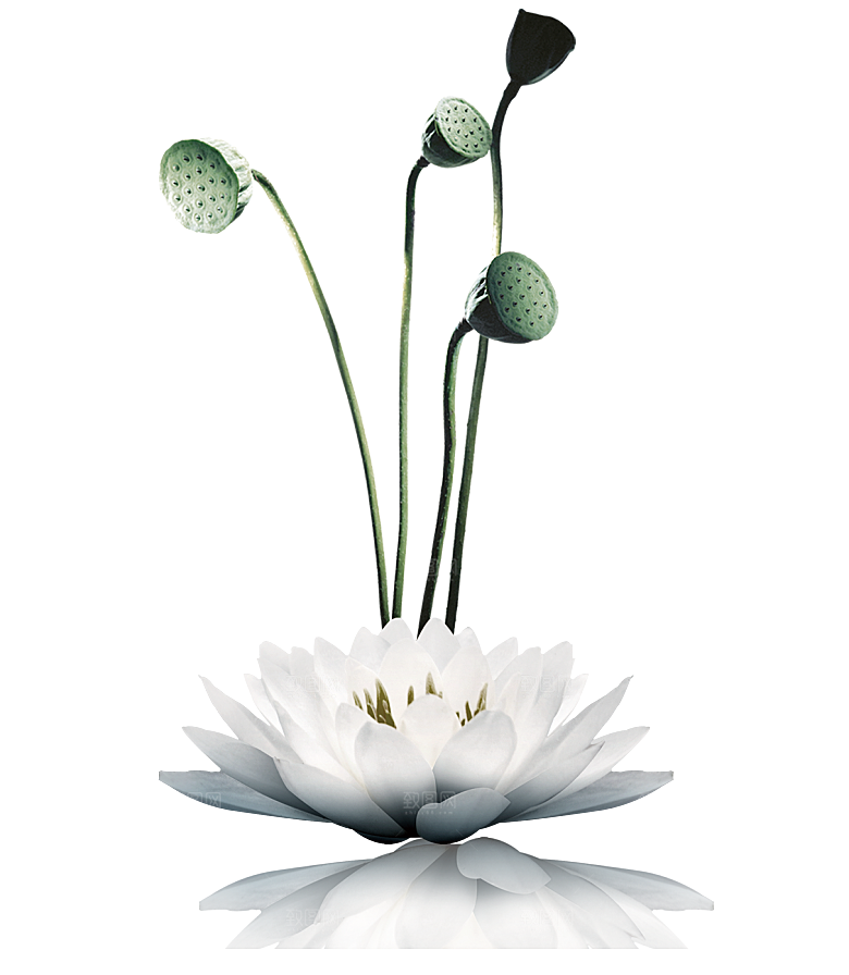 池塘莲子莲藕荷花莲蓬插画PNG免抠素材