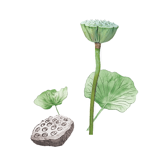 池塘莲子莲藕荷花莲蓬插画PNG免抠素材