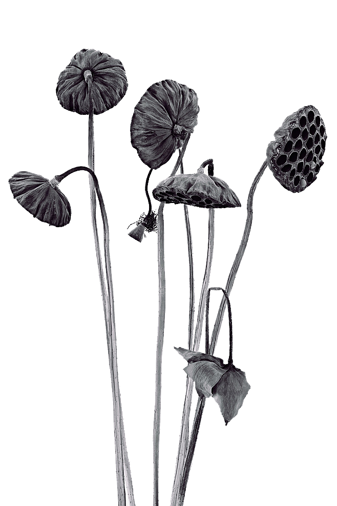 池塘莲子莲藕荷花莲蓬插画PNG免抠素材