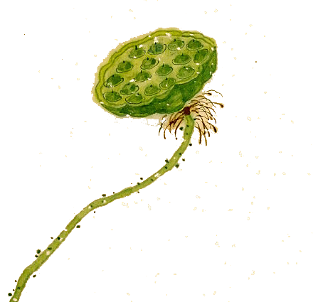 池塘莲子莲藕荷花莲蓬插画PNG免抠