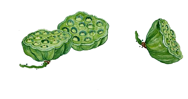 池塘莲子莲藕荷花莲蓬插画PNG免抠