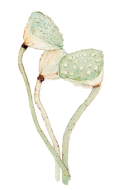 池塘莲子莲藕荷花莲蓬插画PNG免抠素材