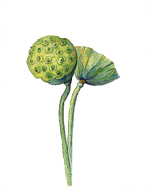 池塘莲子莲藕荷花莲蓬插画PNG免抠素材