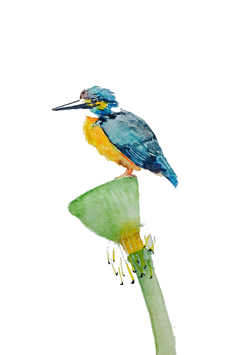 池塘莲子莲藕荷花莲蓬插画PNG免抠素材