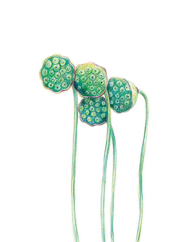 池塘莲子莲藕荷花莲蓬插画PNG免抠素材
