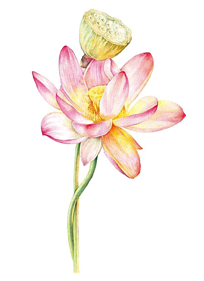 池塘莲子莲藕荷花莲蓬插画PNG免抠