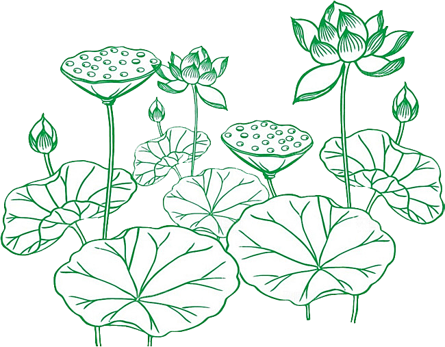 池塘莲子莲藕荷花莲蓬插画PNG免抠