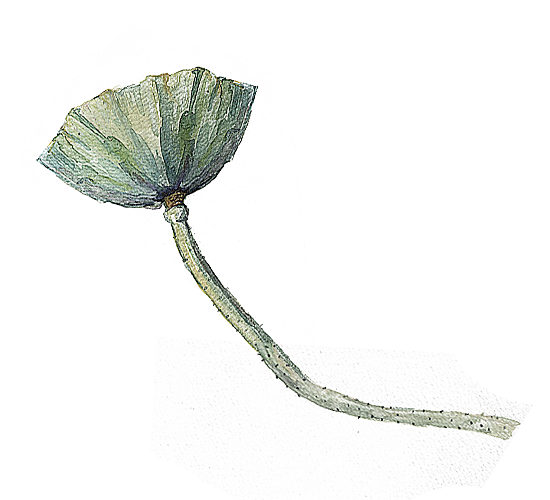 池塘莲子莲藕荷花莲蓬插画PNG免抠