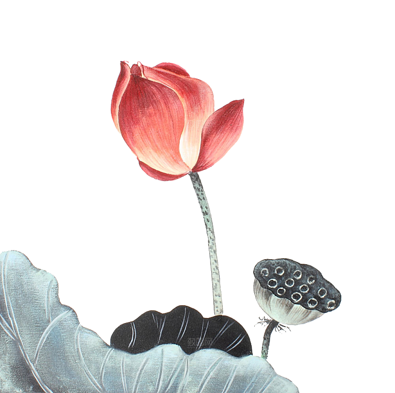 池塘莲子莲藕荷花莲蓬插画PNG免抠