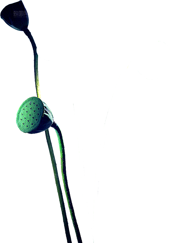 池塘莲子莲藕荷花莲蓬插画PNG免抠