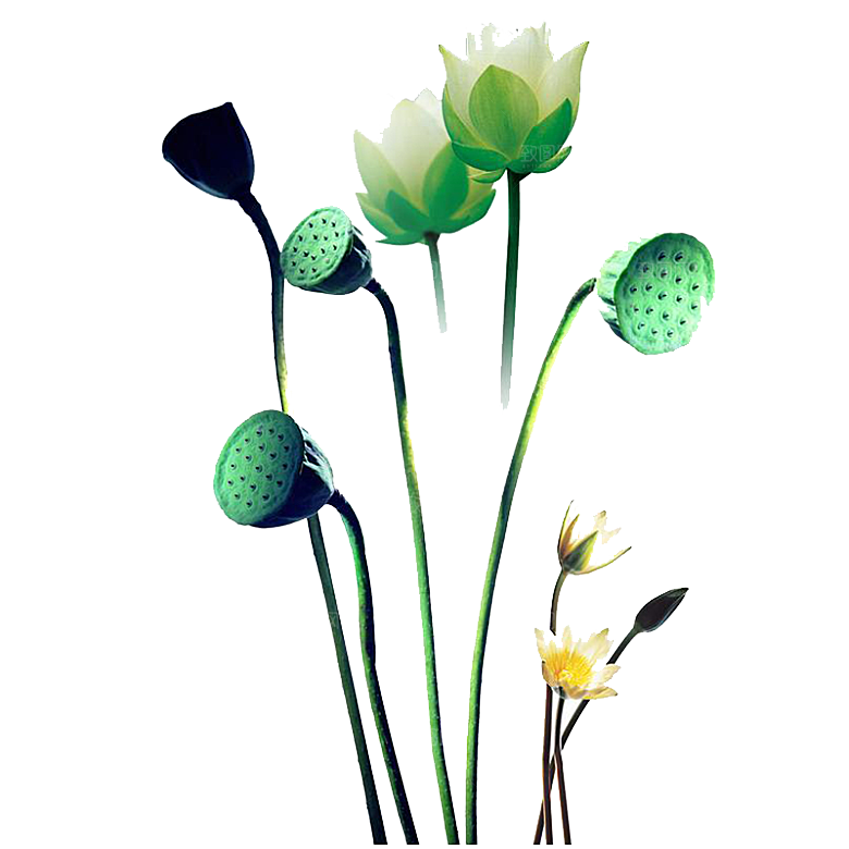 池塘莲子莲藕荷花莲蓬插画PNG免抠