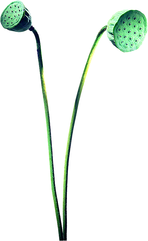 池塘莲子莲藕荷花莲蓬插画PNG免抠素材