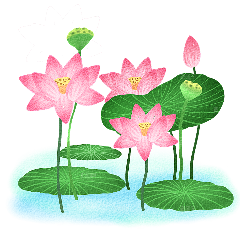 池塘莲子莲藕荷花莲蓬插画PNG免抠素材
