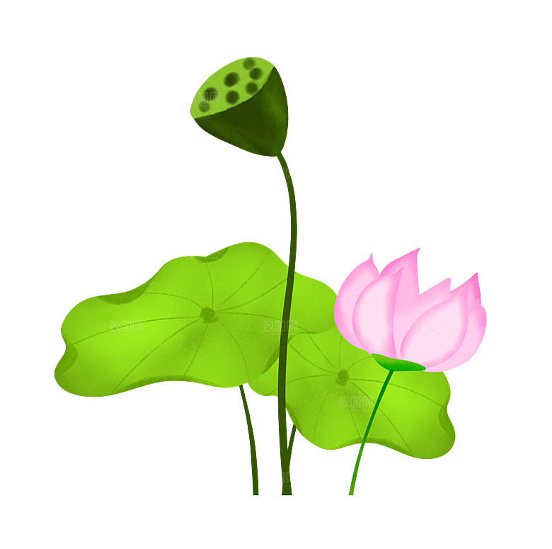 池塘莲子莲藕荷花莲蓬插画PNG免抠素材