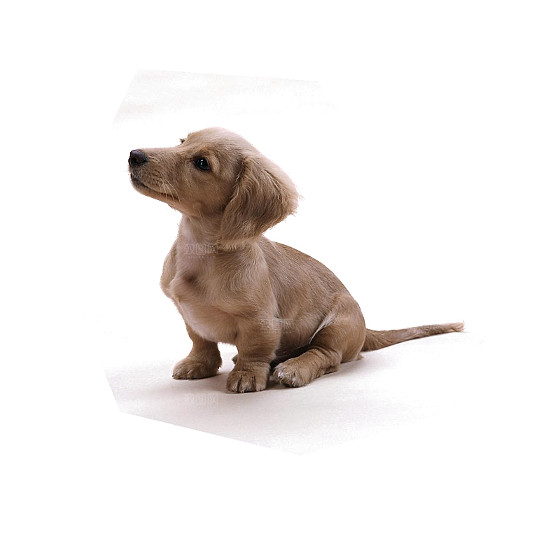 可爱宠物狗各种狗狗犬类动物高清PNG素材