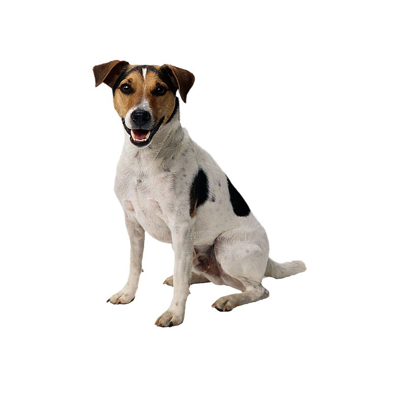 可爱宠物狗各种狗狗犬类动物高清PNG素材
