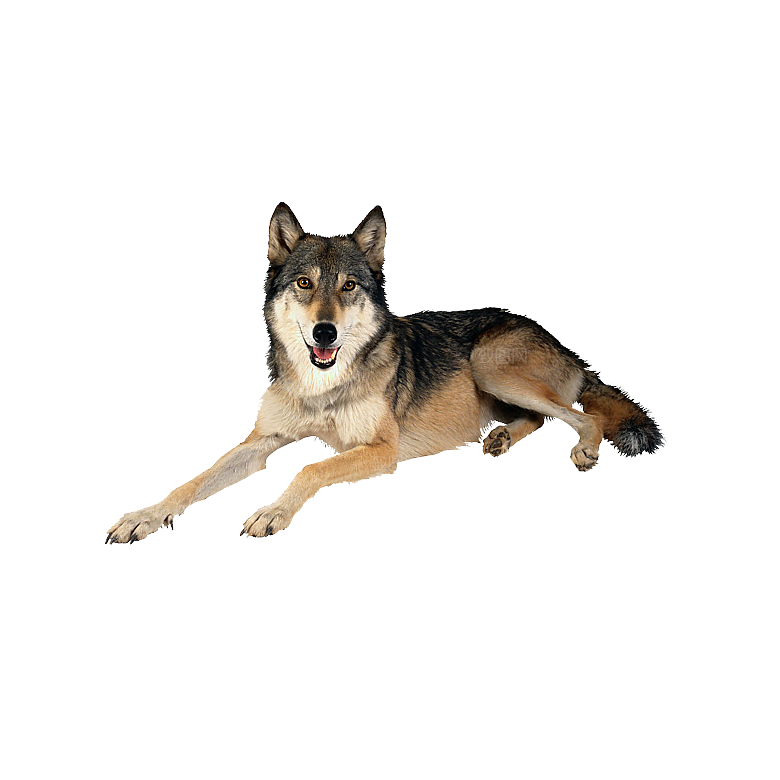 可爱宠物狗各种狗狗犬类动物高清PNG
