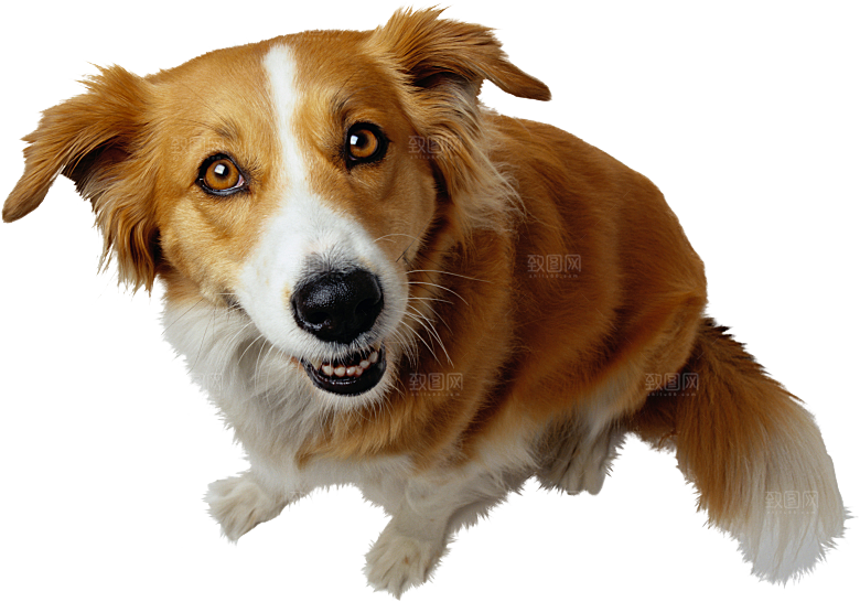 可爱宠物狗各种狗狗犬类动物高清PNG