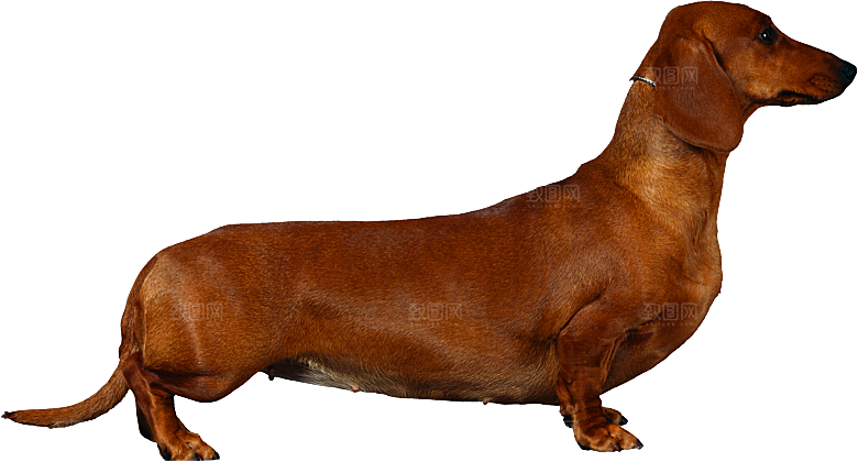 可爱宠物狗各种狗狗犬类动物高清PNG