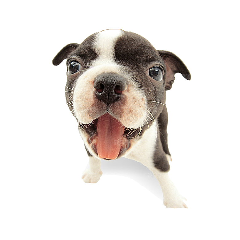可爱宠物狗各种狗狗犬类动物高清PNG