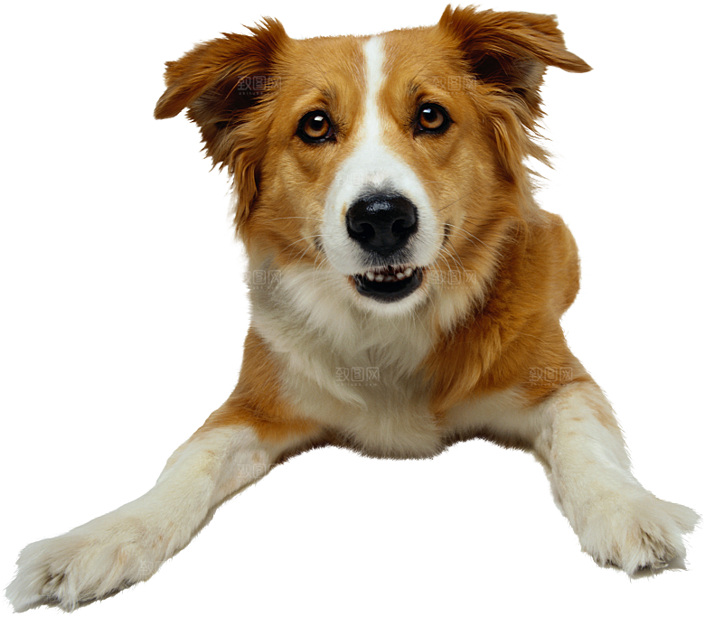 可爱宠物狗各种狗狗犬类动物高清PNG