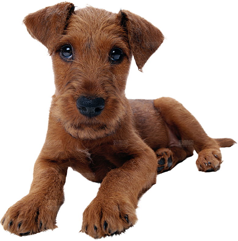 可爱宠物狗各种狗狗犬类动物高清PNG