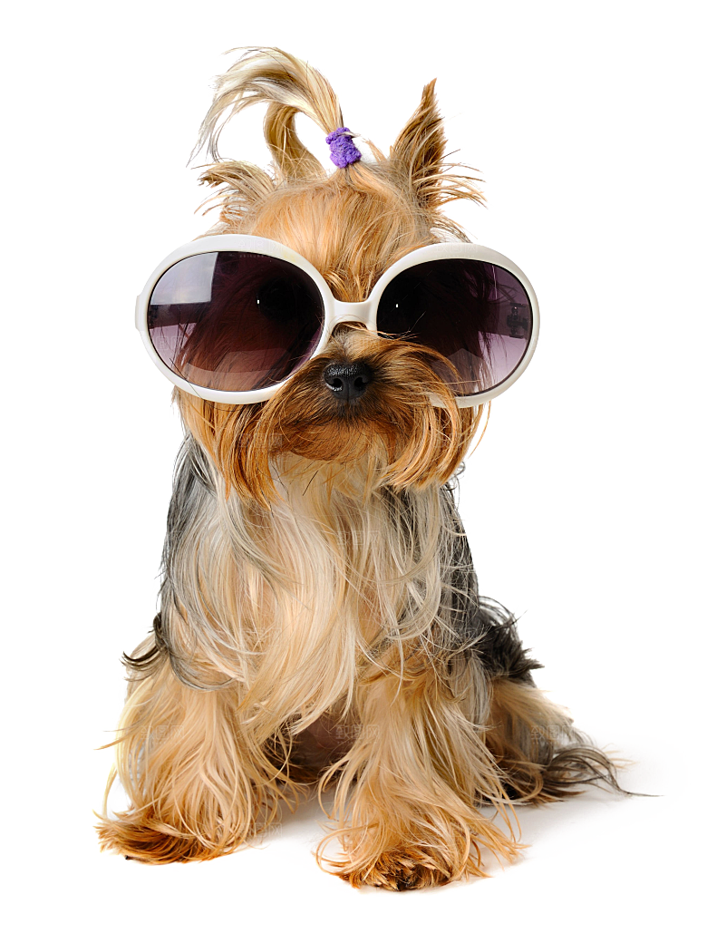 可爱宠物狗各种狗狗犬类动物高清PNG