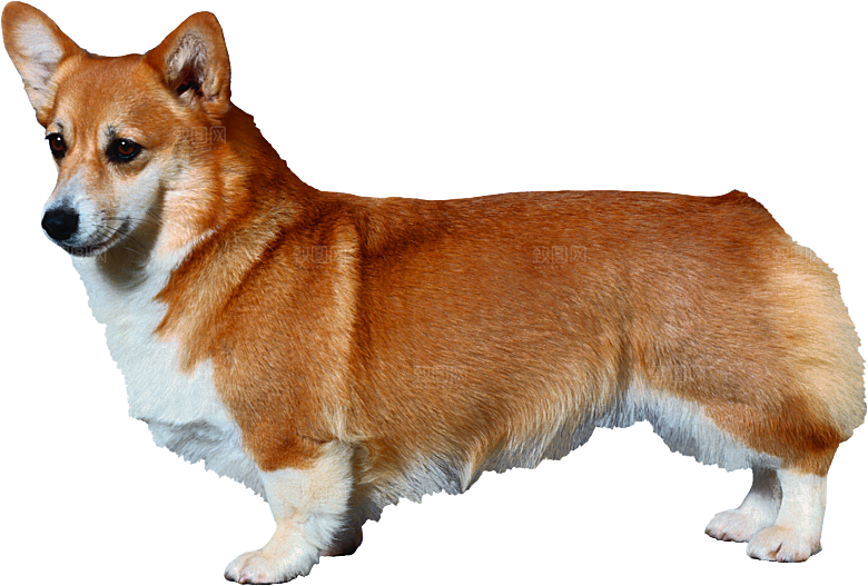 可爱宠物狗各种狗狗犬类动物高清PNG