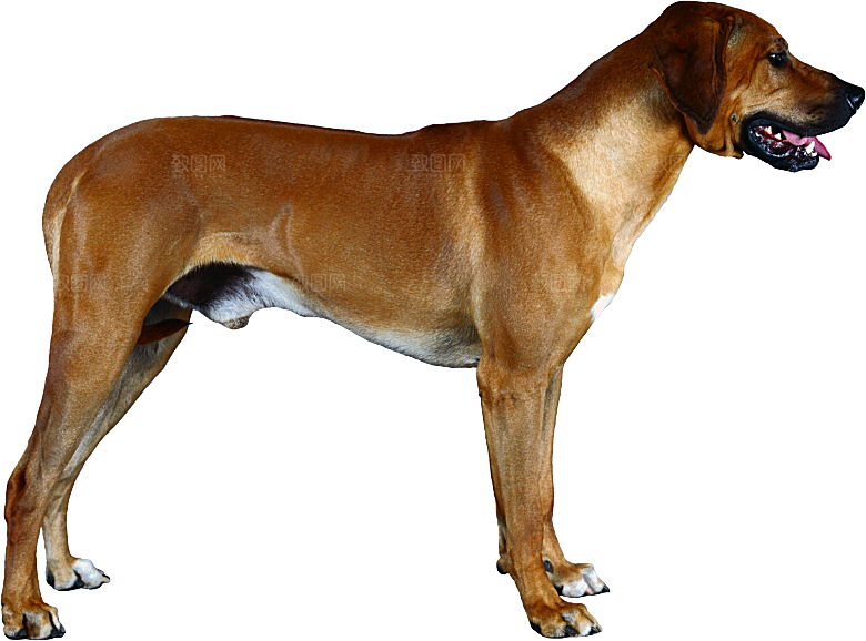 可爱宠物狗各种狗狗犬类动物高清PNG素材