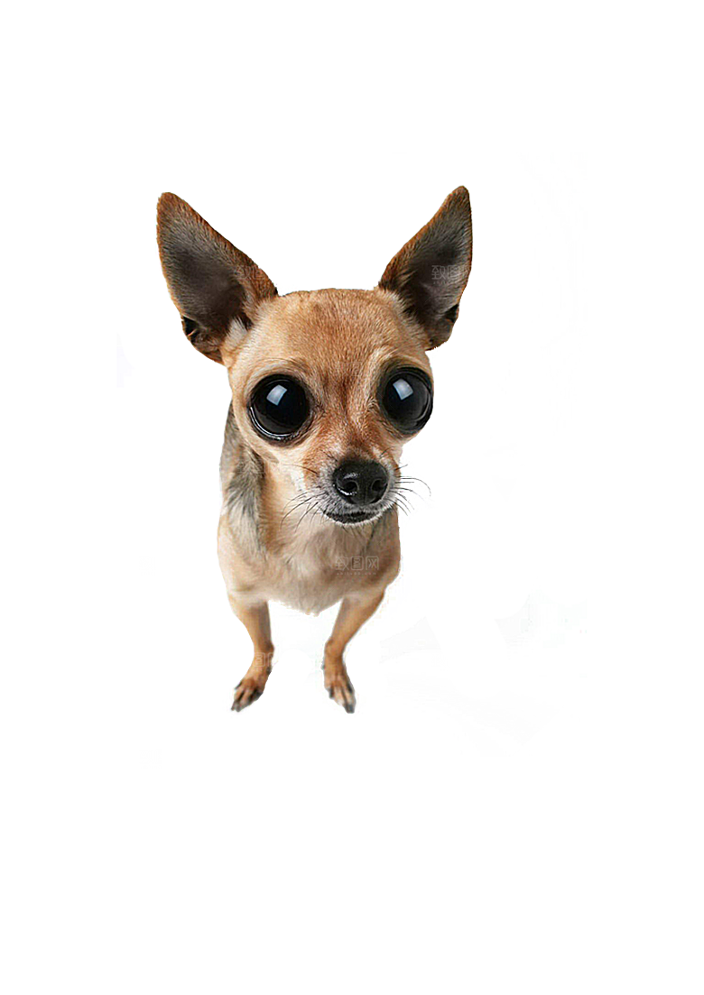 可爱宠物狗各种狗狗犬类动物高清PNG素材