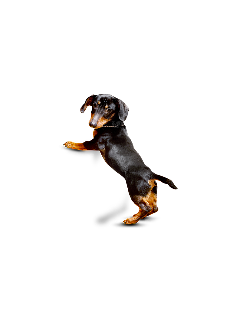 可爱宠物狗各种狗狗犬类动物高清PNG素材