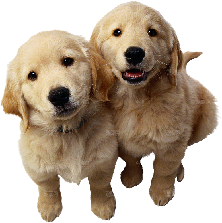 可爱宠物狗各种狗狗犬类动物高清PNG素材
