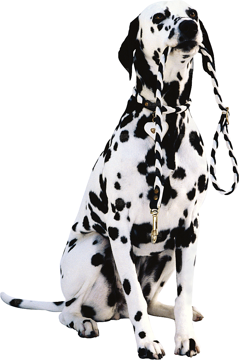 可爱宠物狗各种狗狗犬类动物高清PNG素材