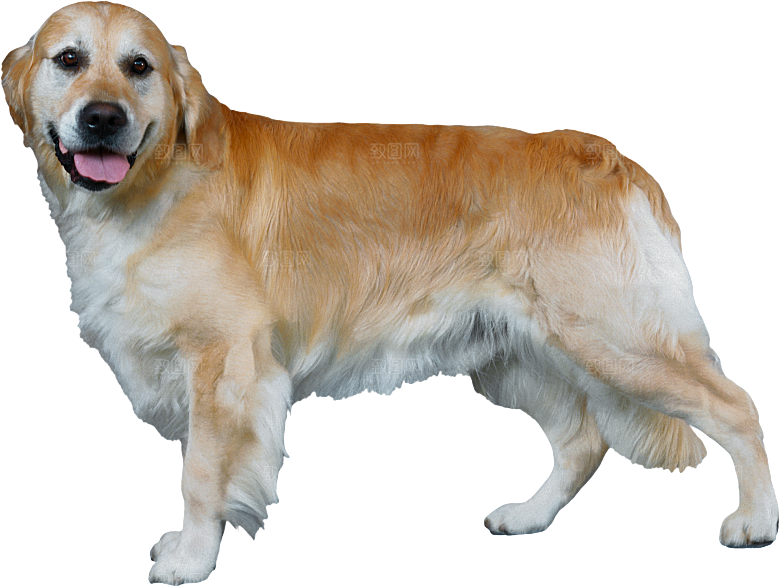 可爱宠物狗各种狗狗犬类动物高清PNG素材