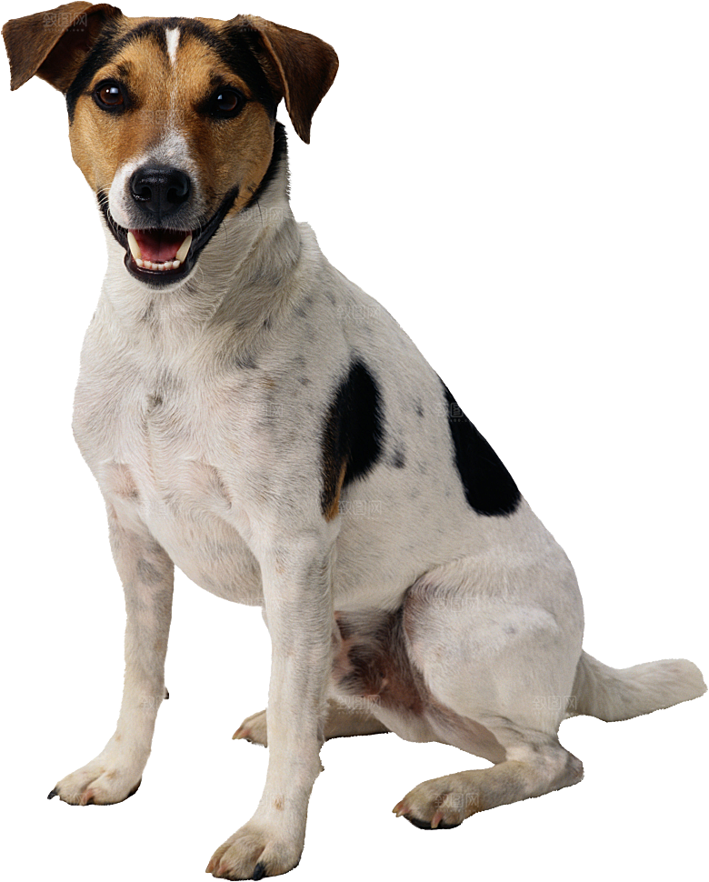 可爱宠物狗各种狗狗犬类动物高清PNG素材