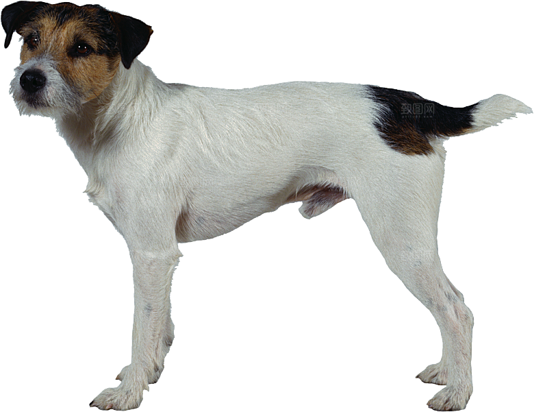 可爱宠物狗各种狗狗犬类动物高清PNG素材