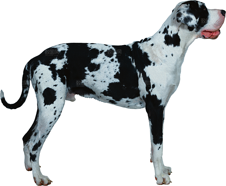 可爱宠物狗各种狗狗犬类动物高清PNG素材