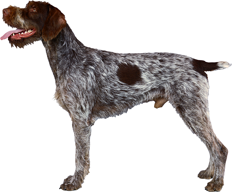 可爱宠物狗各种狗狗犬类动物高清PNG素材