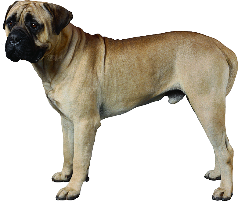 可爱宠物狗各种狗狗犬类动物高清PNG素材