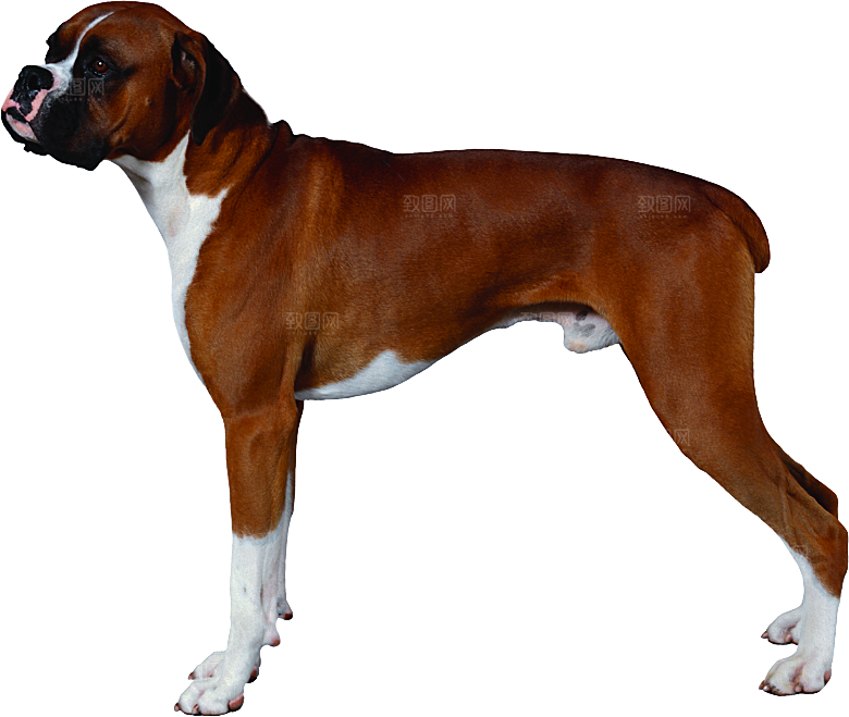 可爱宠物狗各种狗狗犬类动物高清PNG