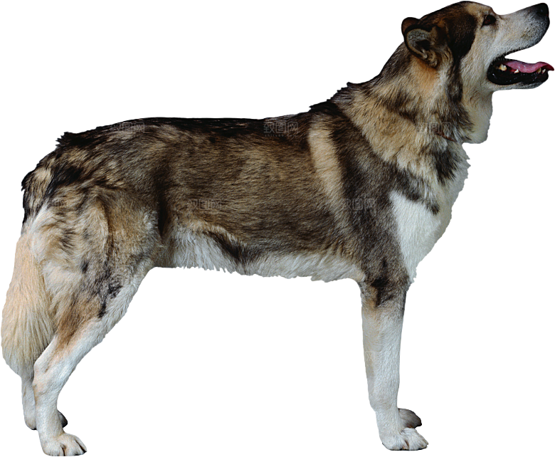 可爱宠物狗各种狗狗犬类动物高清PNG
