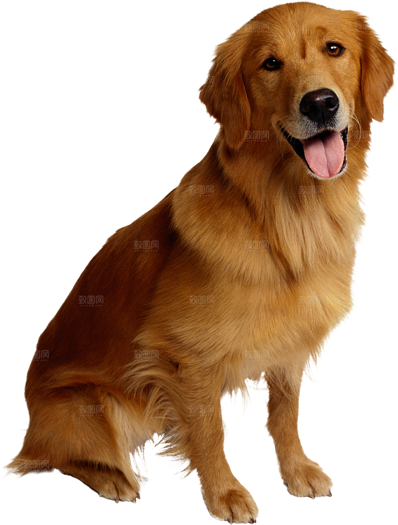 可爱宠物狗各种狗狗犬类动物高清PNG